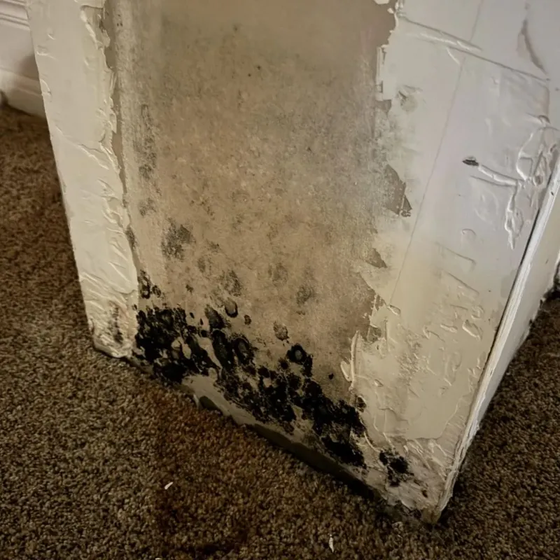 Professional Mold Removal in Marshall, TX